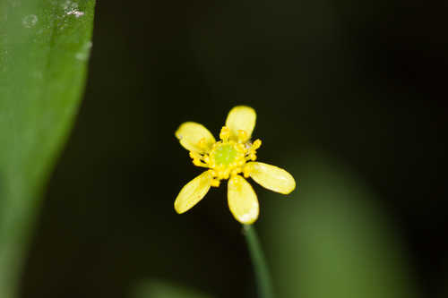Ranunculus laxicaulis #11